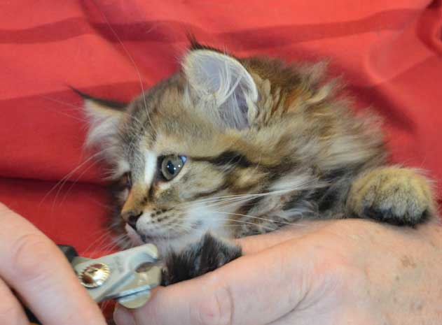 sibirisk kattunge Ohara