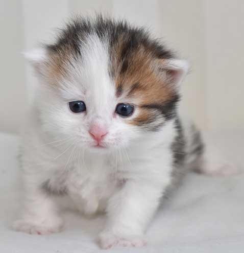 sibirisk kattunge Puck