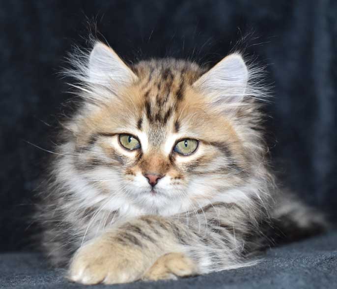sibirisk katt Odin
