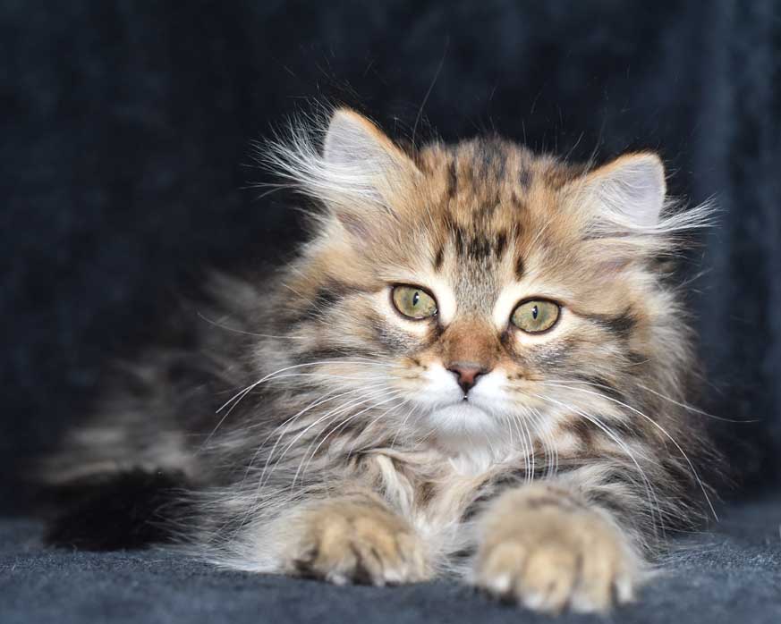 sibirisk kattunge Olga