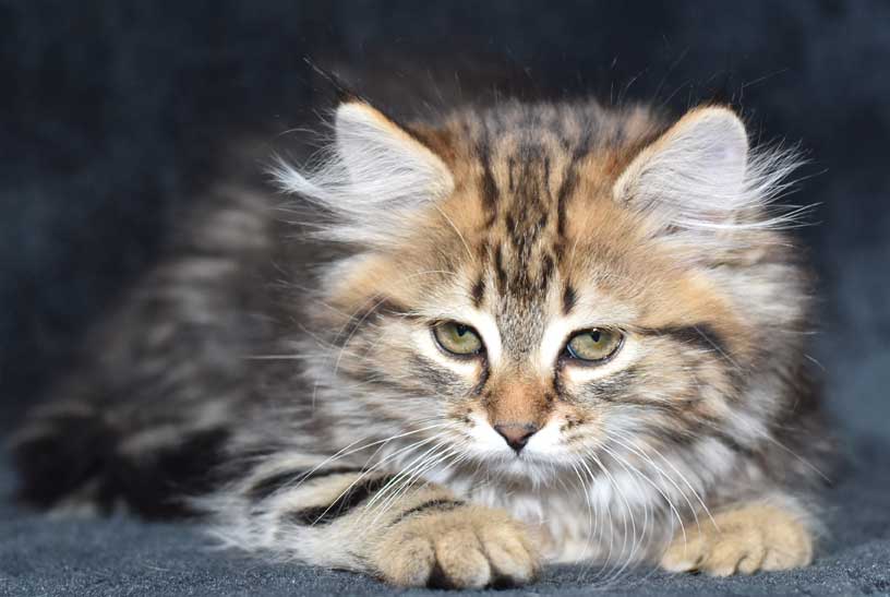 sibirisk katt Ohara