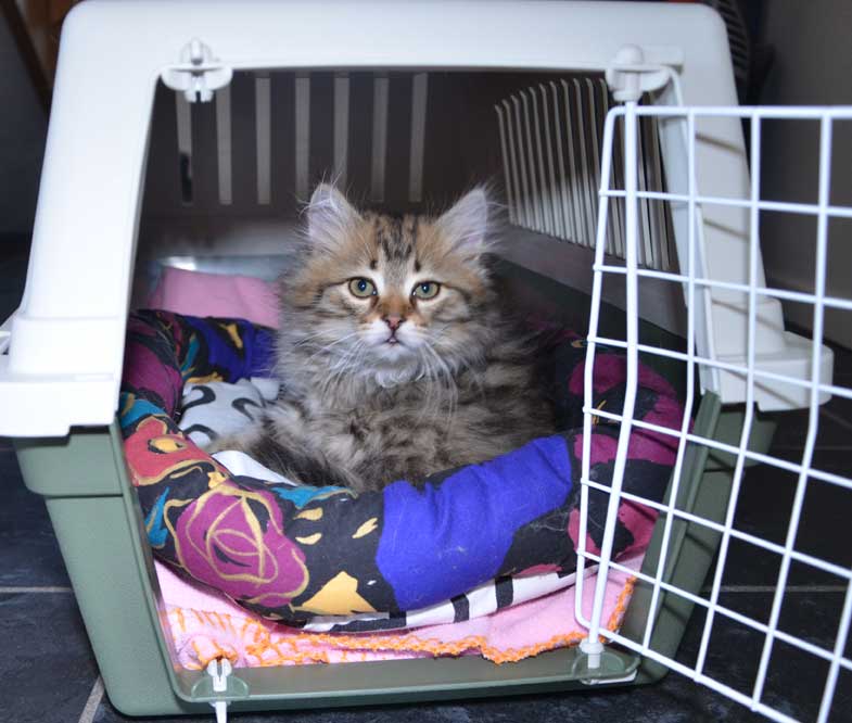 sibirisk kattunge Odin