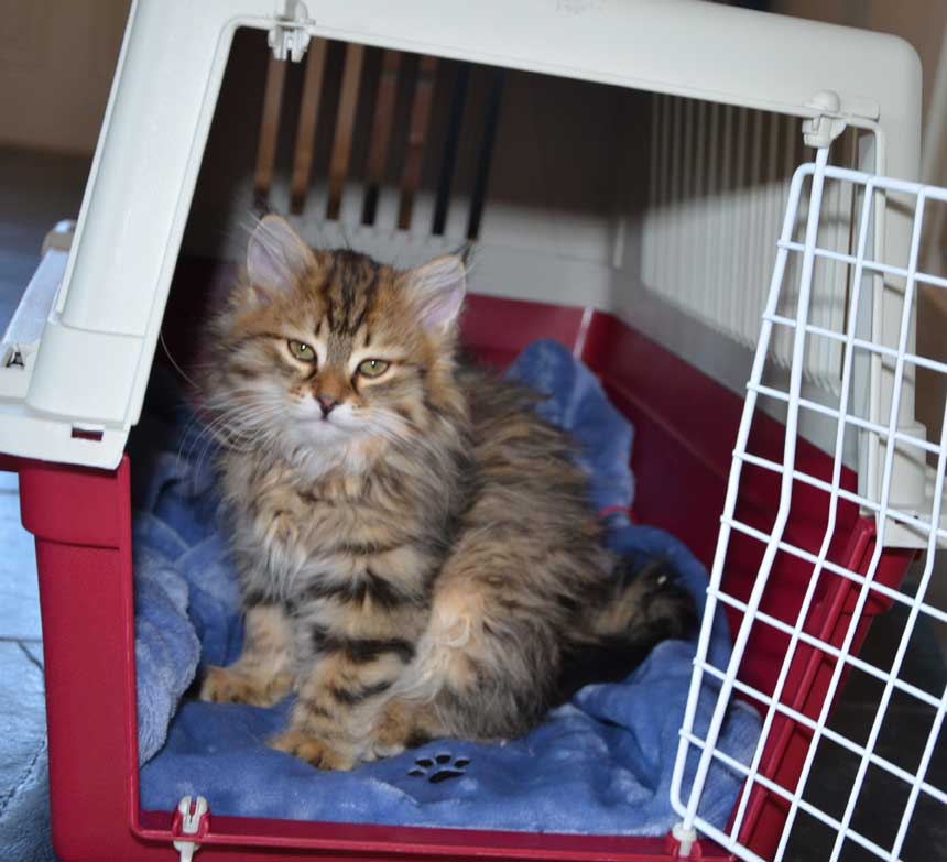 sibirisk kattunge Orinda