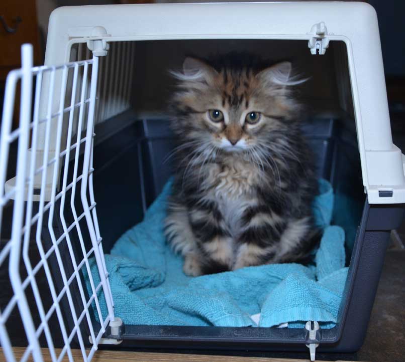 sibirisk kattunge Olga