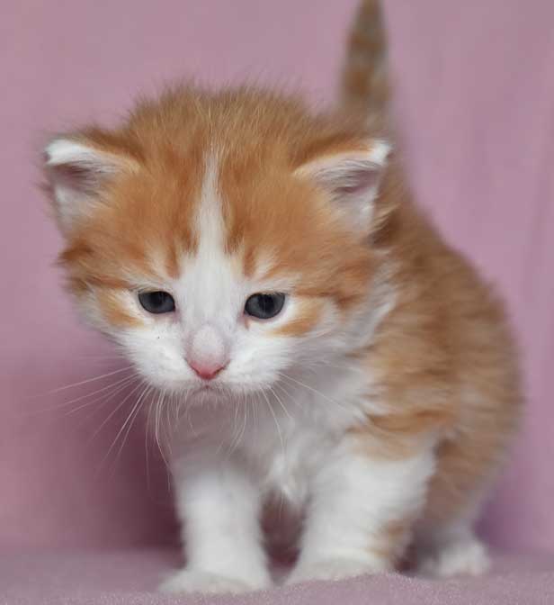 sibirisk katt Pollux