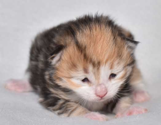 sibirisk kattunge Rhea