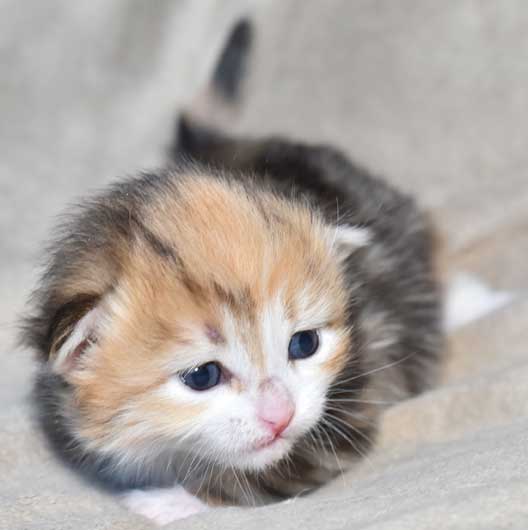 sibirisk kattunge Rhea
