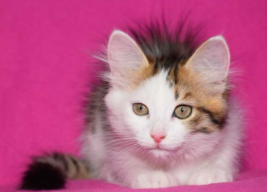 sibirisk kattunge Puck