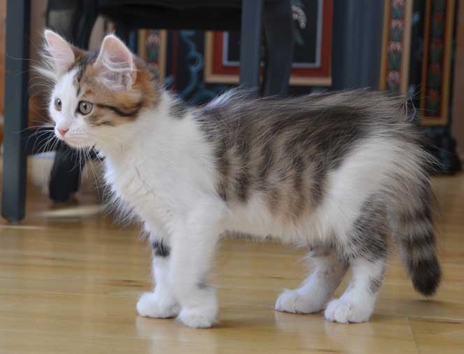 sibirisk kattunge Puck
