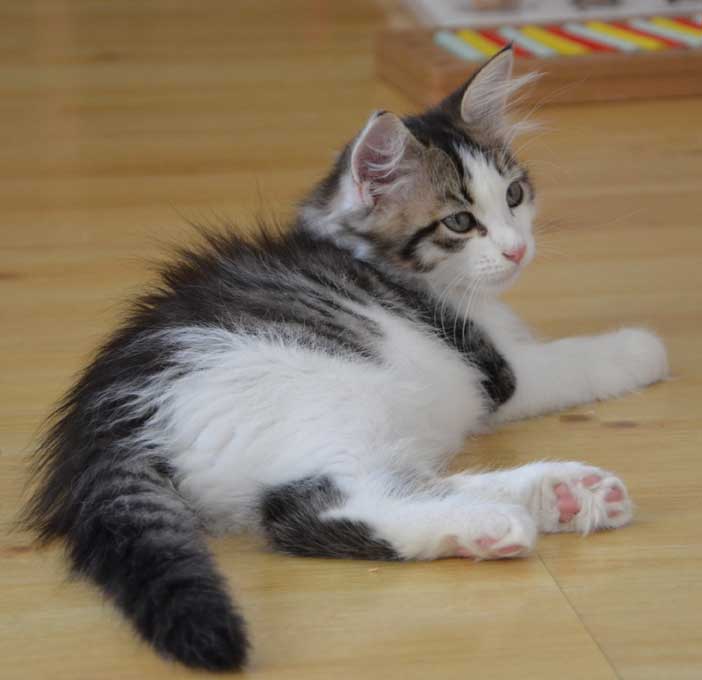 sibirisk kattunge Pluto
