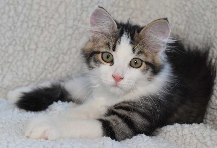 sibirisk kattunge Pluto