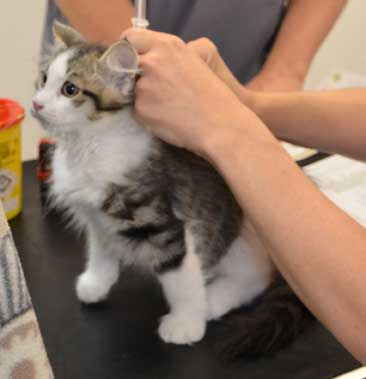 sibirisk kattunge Pluto