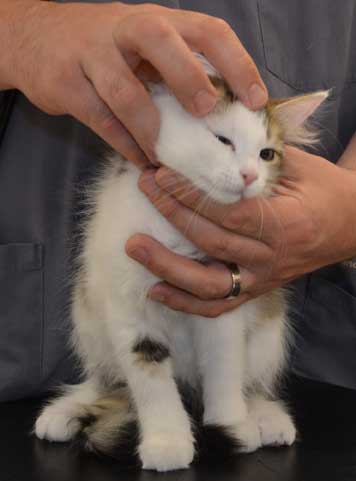 sibirisk kattunge Puck