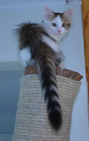 Sibirisk kattunge Puck