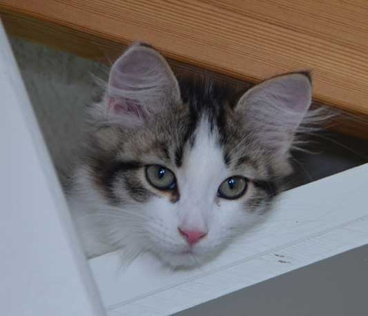 sibirisk katt Pluto