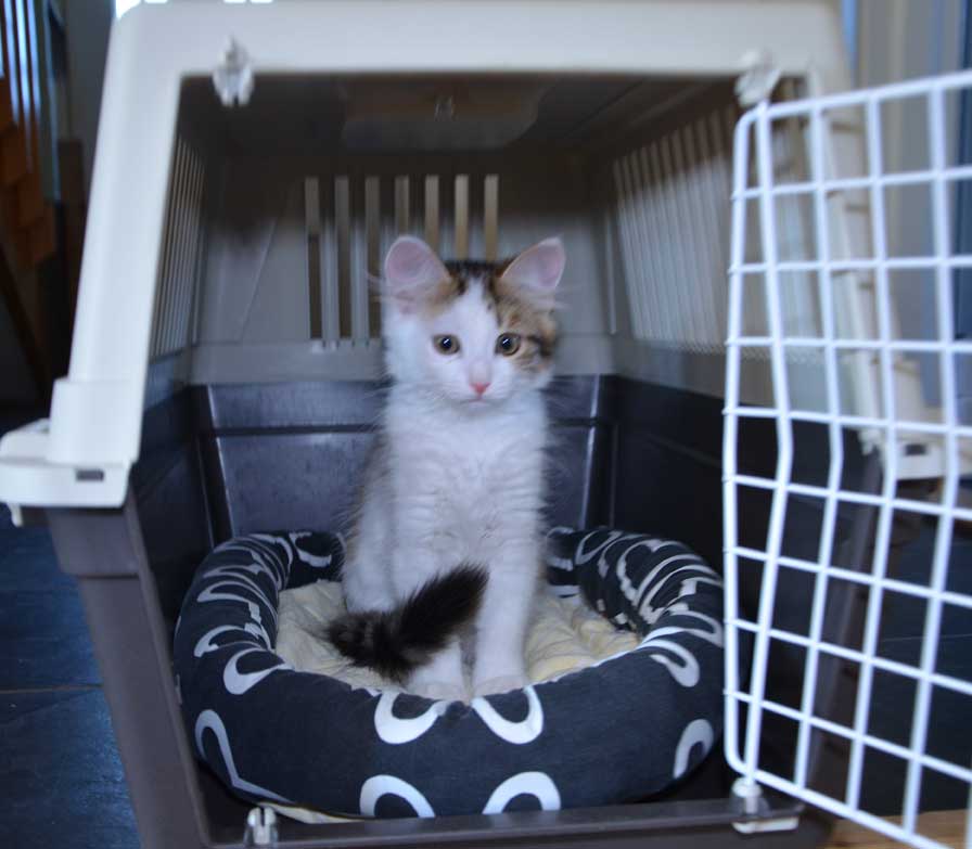 sibirisk kattunge Puck