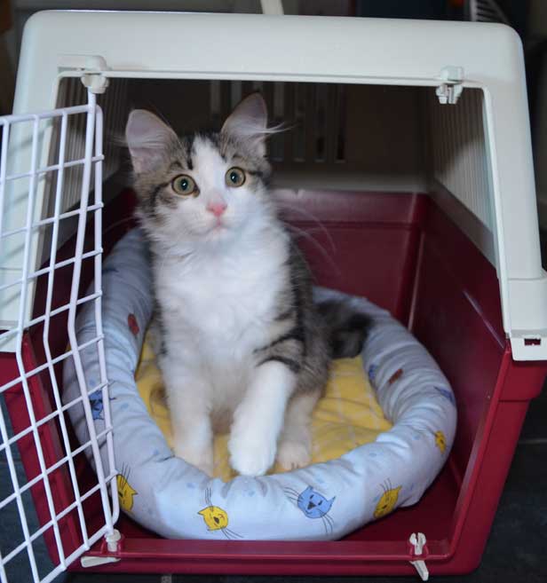 sibirisk kattunge Pluto
