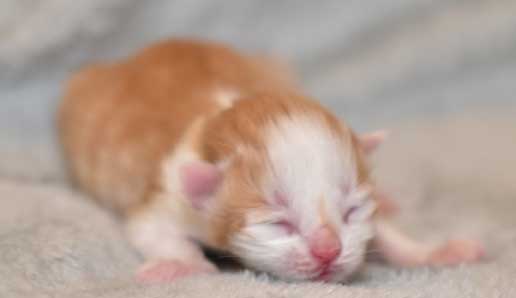 sibirisk kattunge Thethys