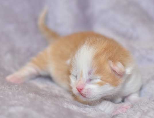 sibirisk kattunge Tethys