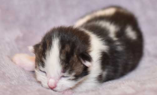 sibirisk kattunge Titania