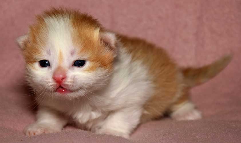 sibirisk kattunge Tethys