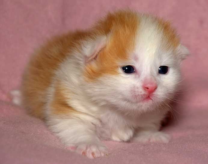 sibirisk kattunge Thebe