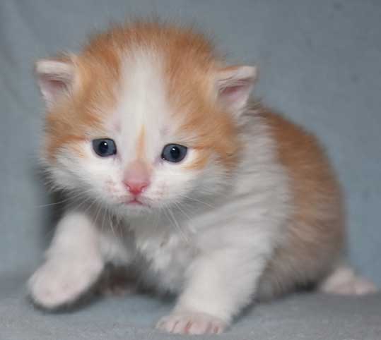 sibirisk kattunge Tethys
