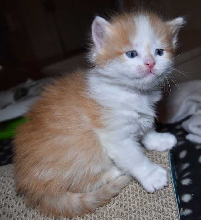sibirisk kattunge Tethys