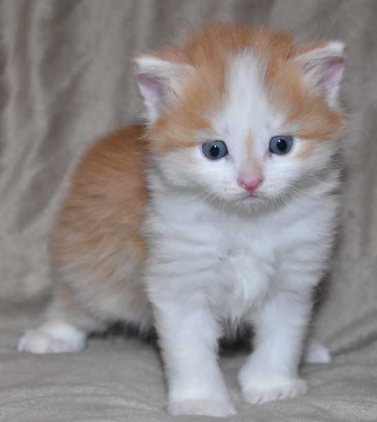 sibirisk kattunge Tethys
