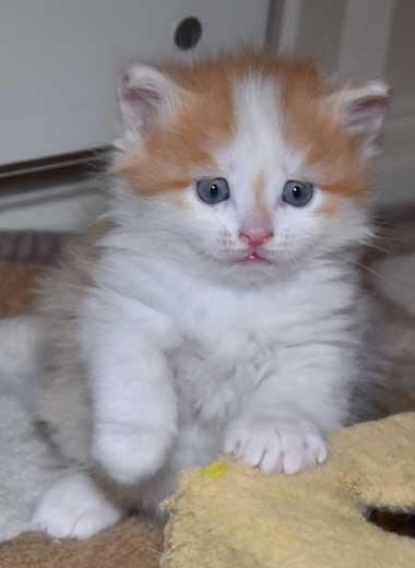 sibirisk kattunge Thethys