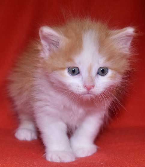 sibirisk kattunge Tethys