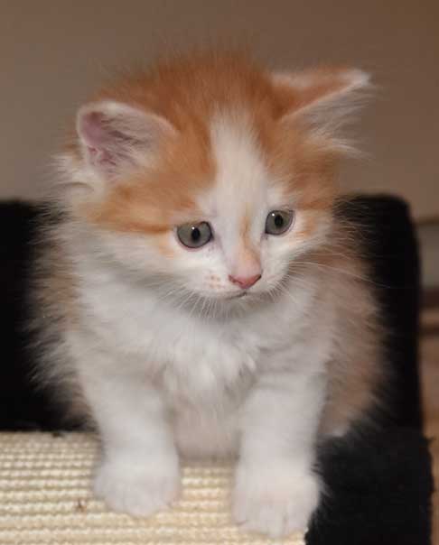 sibirisk kattunge Tethys