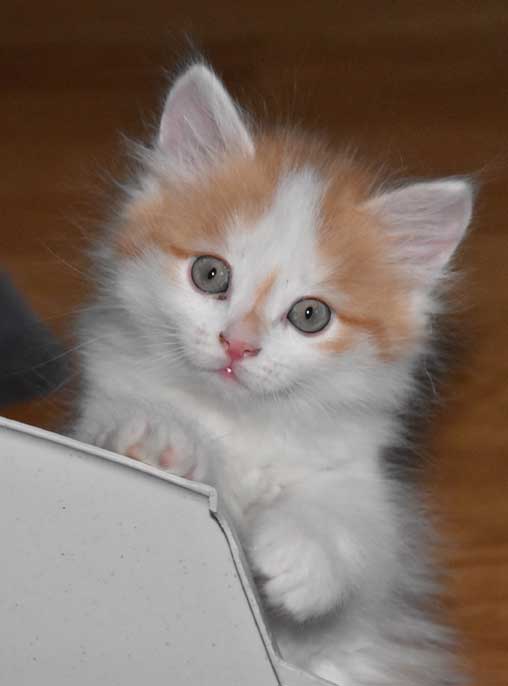 sibirisk kattunge Tethys
