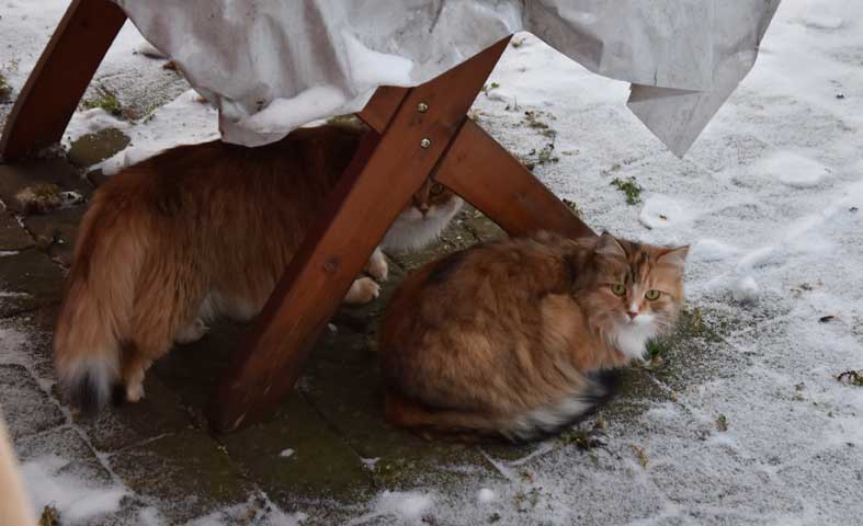 sibirisk katt UniDani
