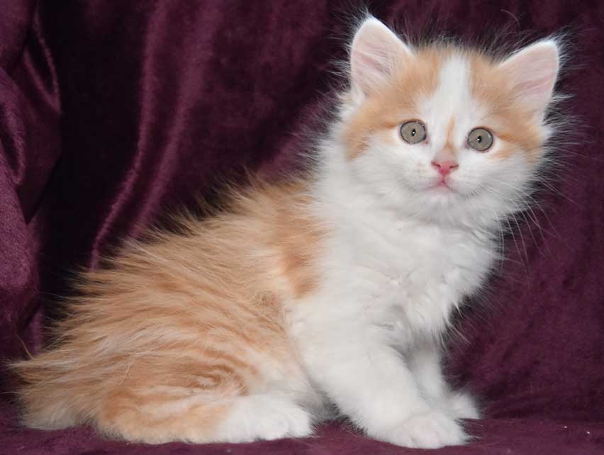 sibirisk kattunge Tethys