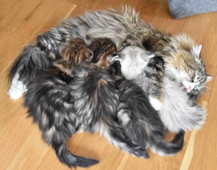 sibirisk kattungar Ss-kull