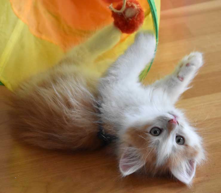 sibirisk katt Tethys