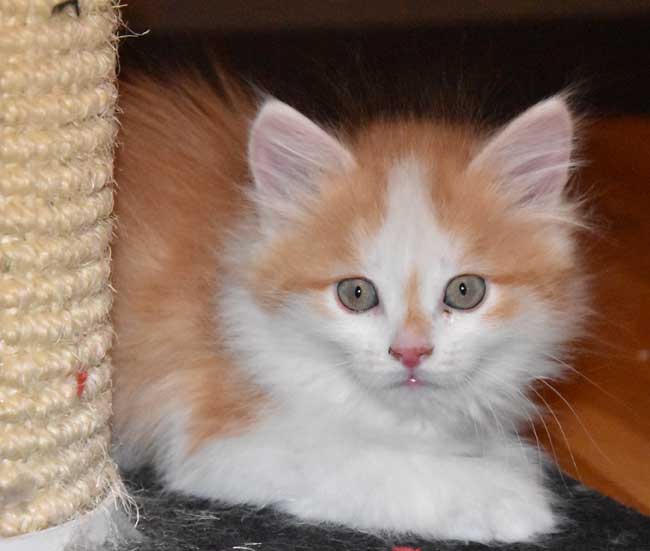 sibirisk kattunge Tethys