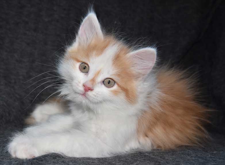 sibirisk kattunge Tethys