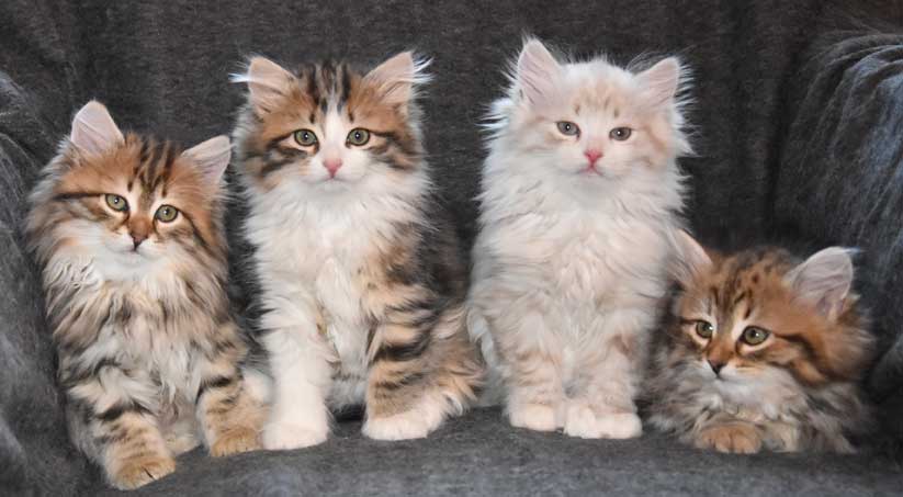 sibirisk kattungar Ss-kullen