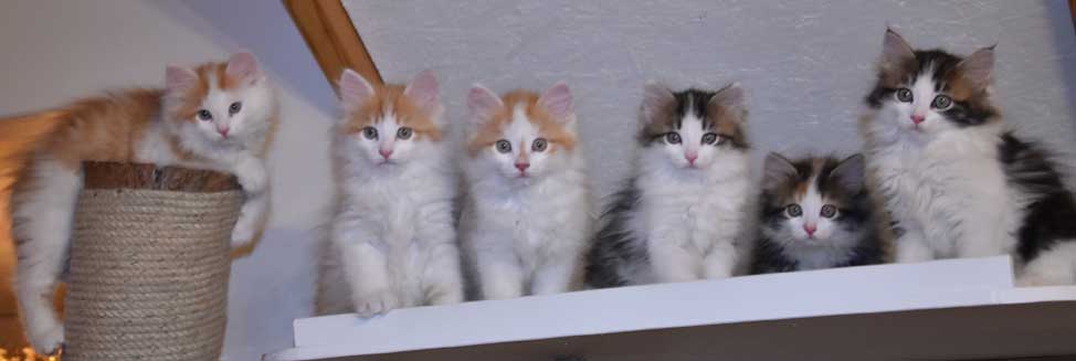 sibirisk kattungarna Tt-kullen