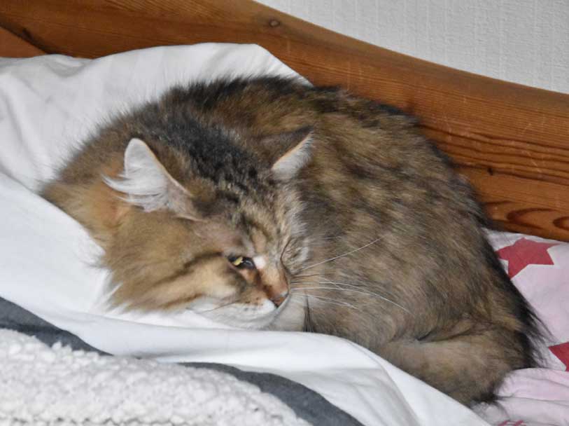 sibirisk Katt Gabbie