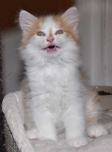 sibirisk kattunge Tethys