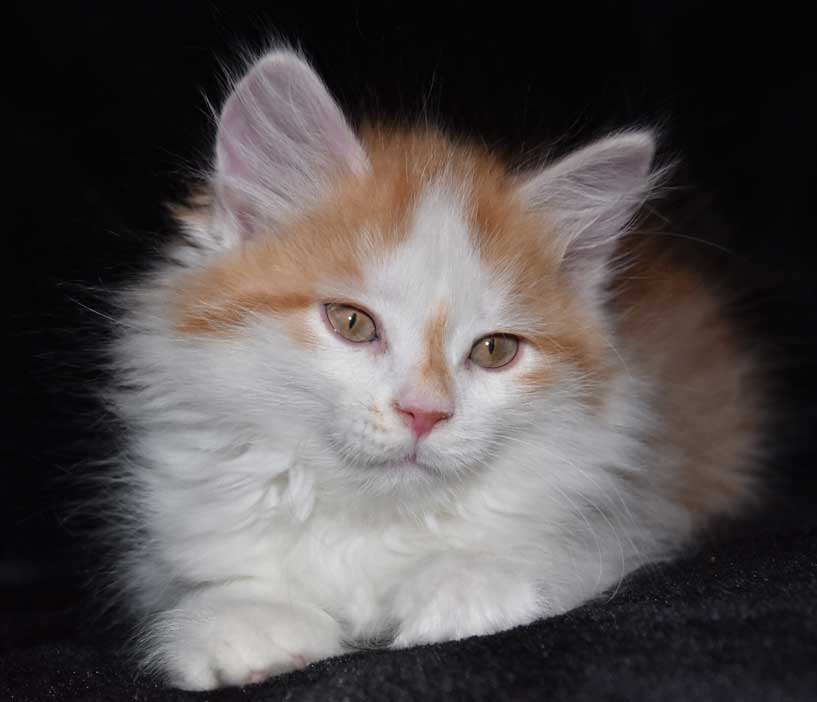 sibirisk kattunge Tethys