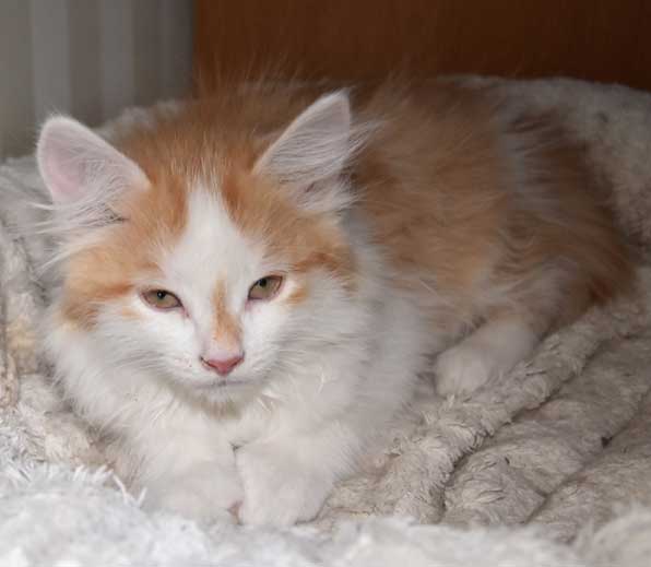sibirisk kattunge Tethys
