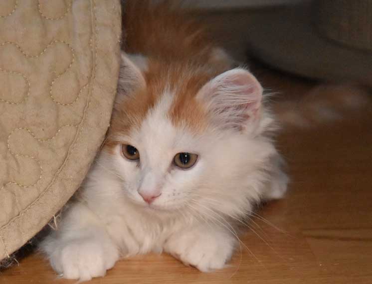 sibirisk kattunge Thebe
