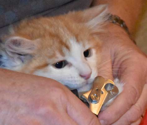 sibirisk kattunge Triton