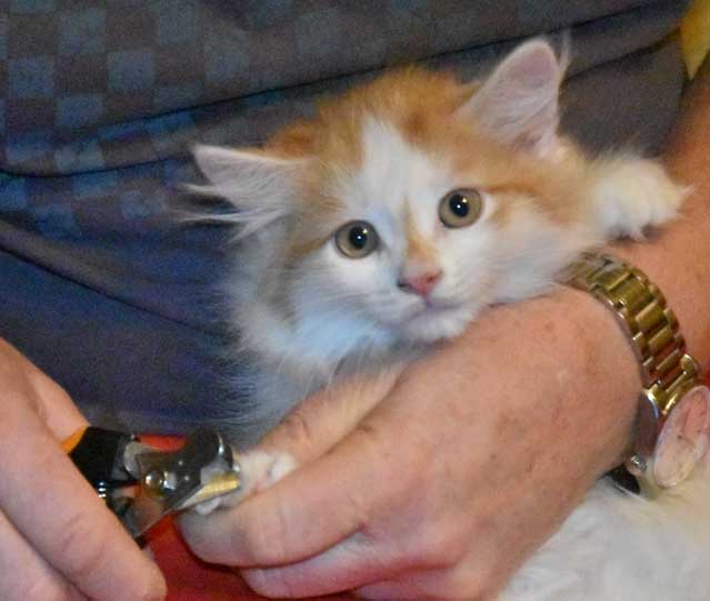 sibirisk kattunge Tethys