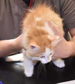 sibirisk kattunge Tethys