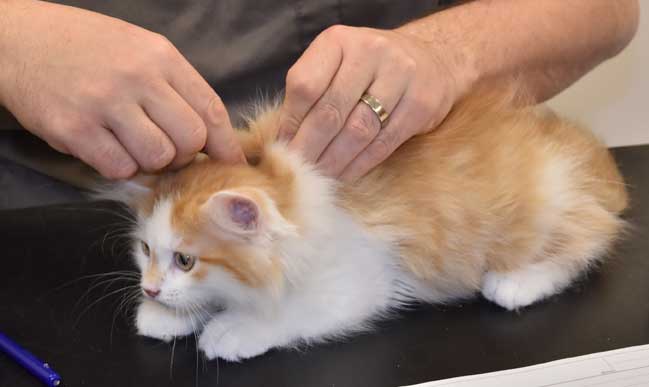 sibirisk kattunge Tethys